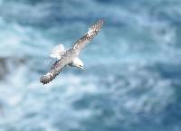 Fulmar borÃ©al